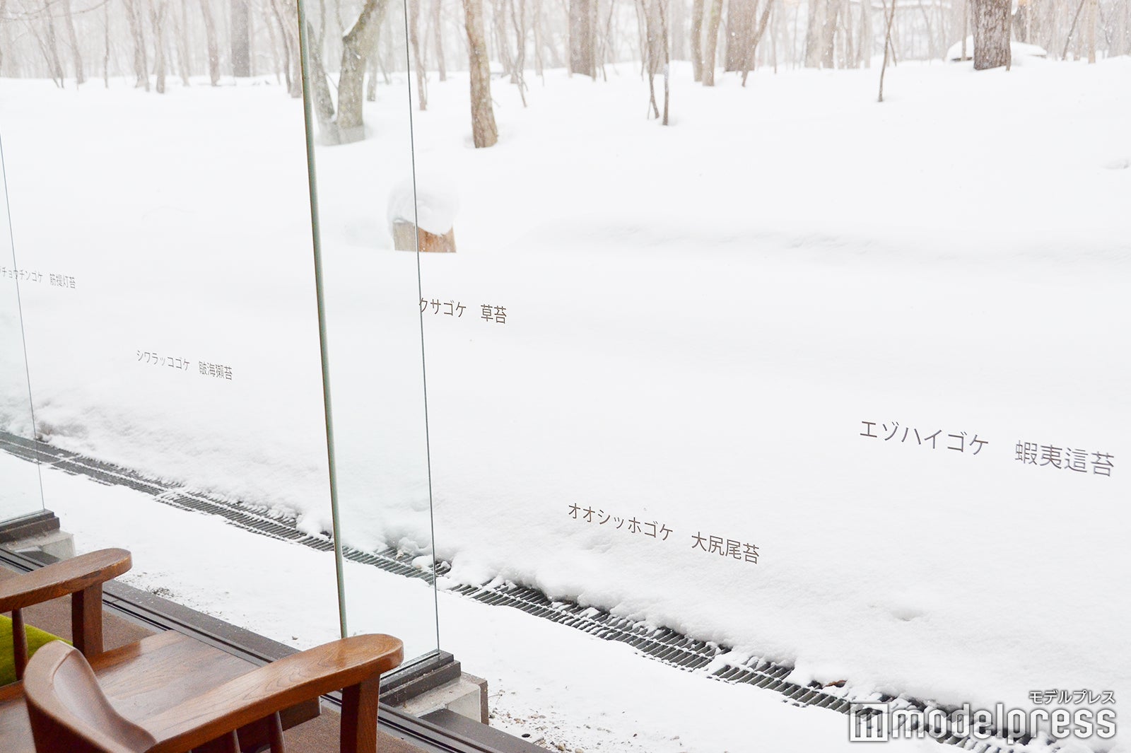 夏は苔の鑑賞ができる（C）モデルプレス