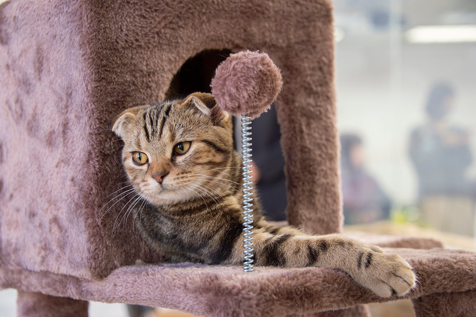 “猫様”うりぼう（C）テレビ大阪