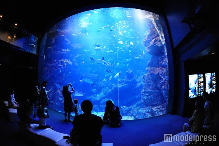 画像4 19 京都水族館のクオリティが高すぎる イルカパフォーマンス ランチも見逃せない究極の癒やし空間 モデルプレス