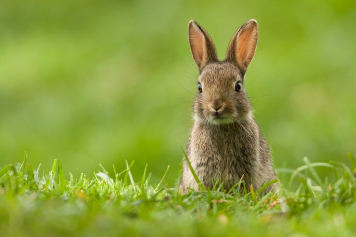 自分を動物に例えると？