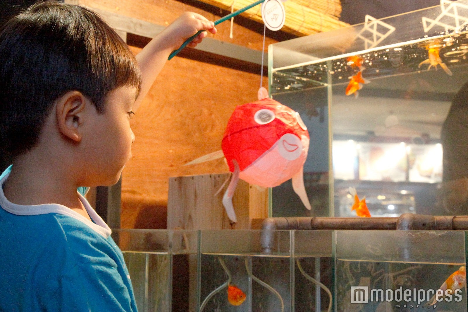 ぼんぼん金魚／画像提供：すみだ水族館