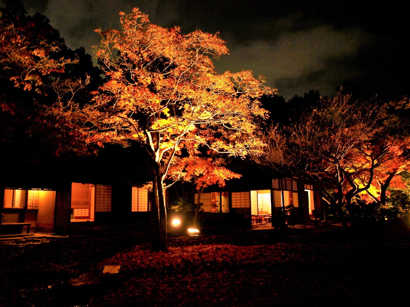 万博記念公園 紅葉まつり／提供画像