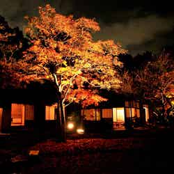 万博記念公園 紅葉まつり/提供画像