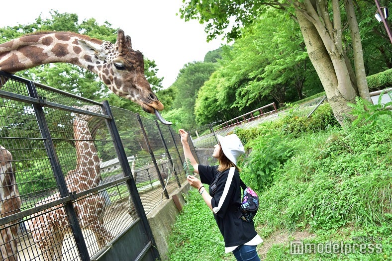 近距離でのキリンの餌やリ体験が楽しい！