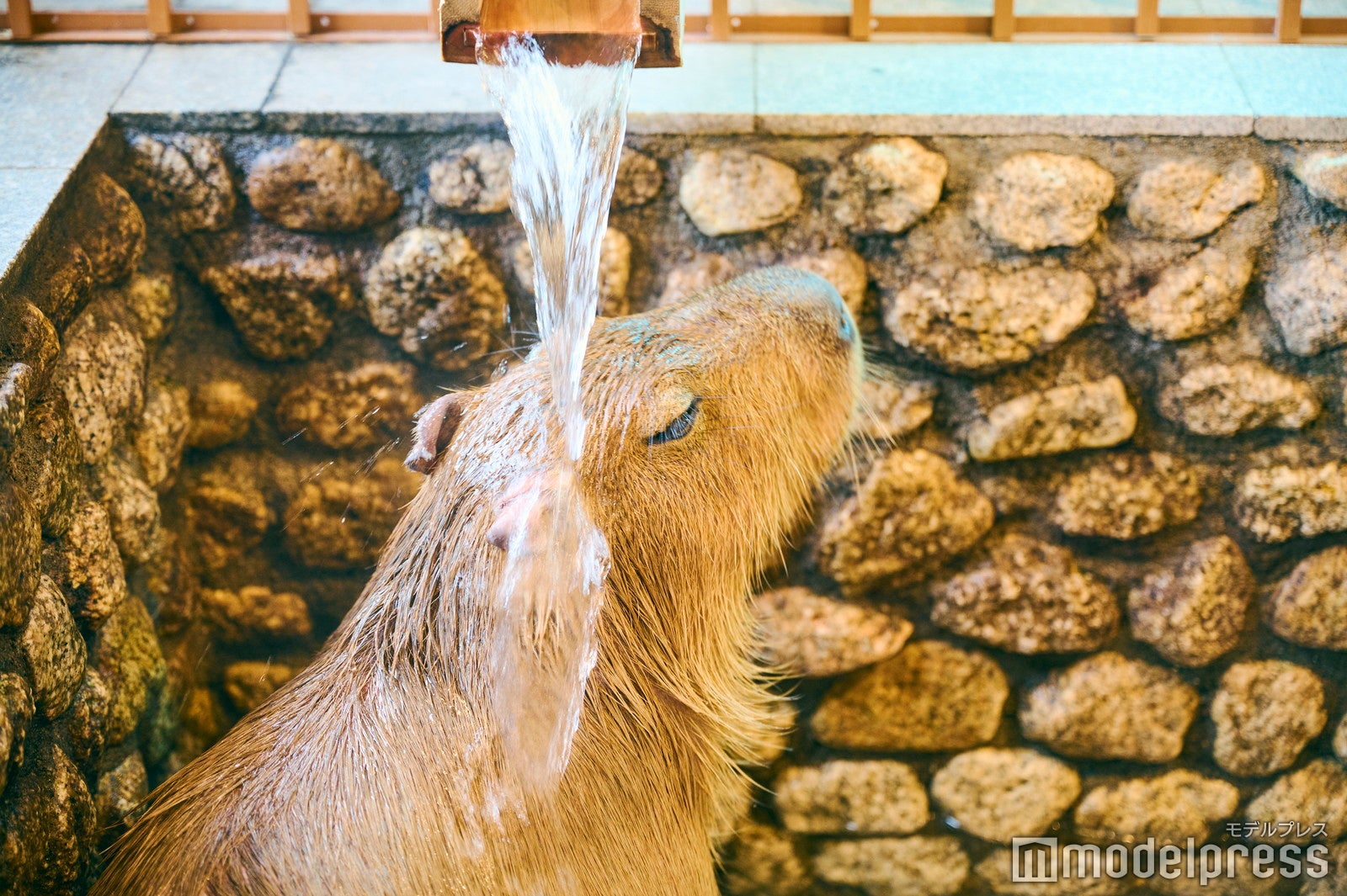 温泉好きなカピバラに癒されます（C）モデルプレス