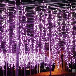 大藤/画像提供:足利フラワーリゾート