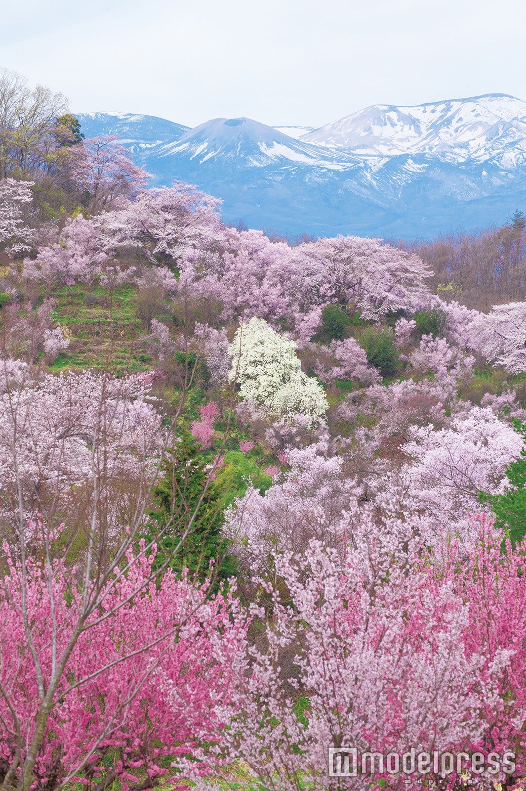 花見山／画像提供：福島県
