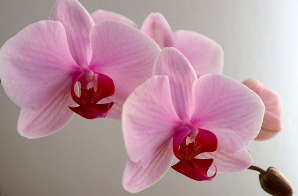 縁起のいいお花を集めました 和 洋まで飾るだけで幸せになれそうな花々をご紹介 モデルプレス 縁起のいいお花を集めました 和 洋まで飾るだけで幸せになれそうな花々をご紹介 モデルプレス