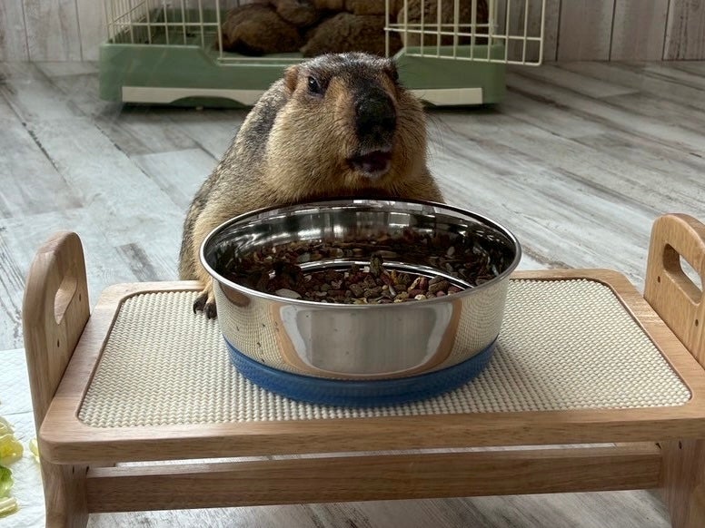 マーモット村／提供画像