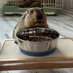 マーモット村/提供画像