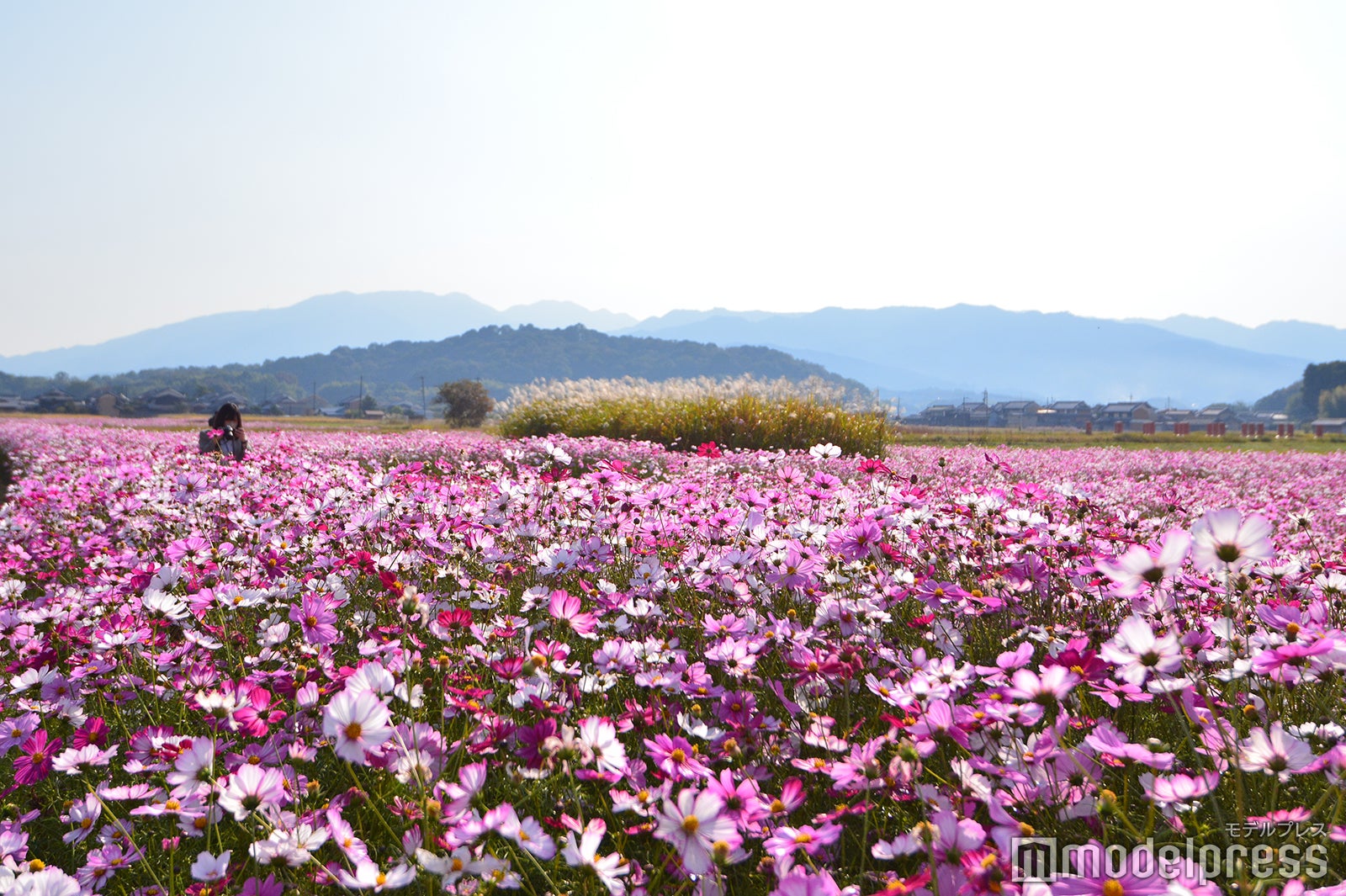 奈良県橿原市は大人の好奇心くすぐる“知らなかった！”が満載　パワスポにグルメ、お洒落カフェも