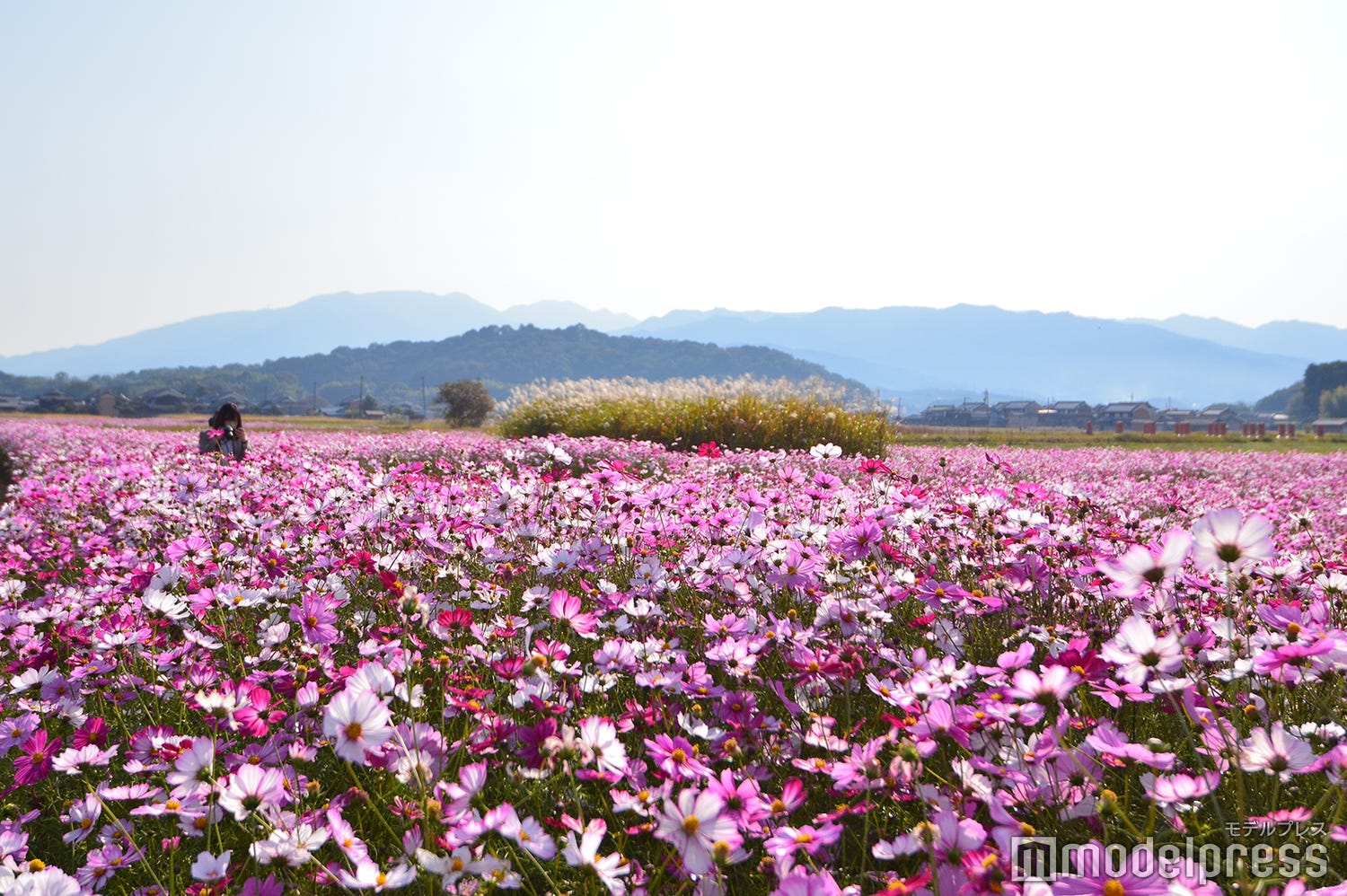 奈良県橿原市は大人の好奇心くすぐる“知らなかった!”が満載 パワスポにグルメ、お洒落カフェも