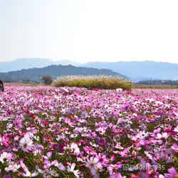 奈良県橿原市/藤原宮跡(C)モデルプレス
