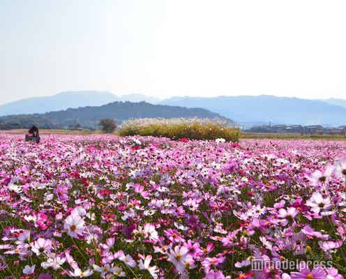 奈良県橿原市は大人の好奇心くすぐる“知らなかった!”が満載 パワスポにグルメ、お洒落カフェも