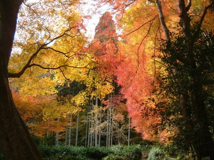 高山寺の境内を彩る紅葉・黄葉を見上げます（2002年11月22日撮影）