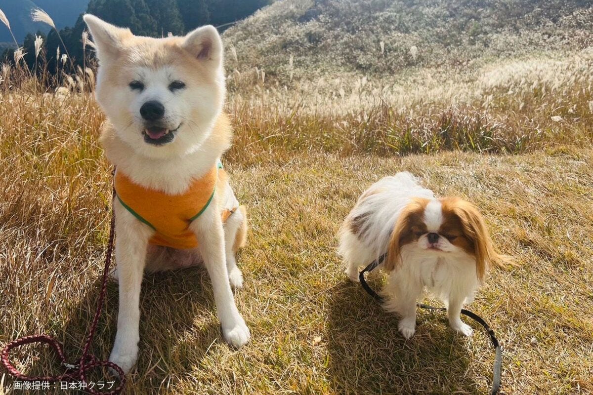 狆