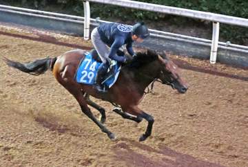 【札幌＆新潟＆中京の危険な人気馬】テーオーパスワード 札幌11R・エルムS