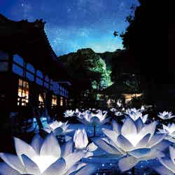 青蓮院門跡で幻想的なライトアップ、阿部顕嵐との限定コラボ…夏の京都旅情報公開