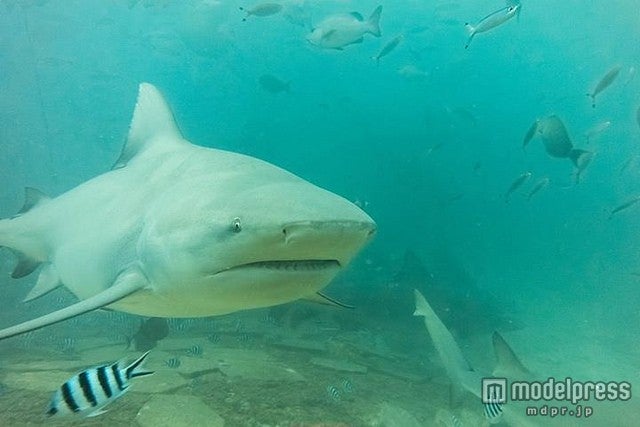 興奮必至のシャークダイブ／photo by EpochCatcher