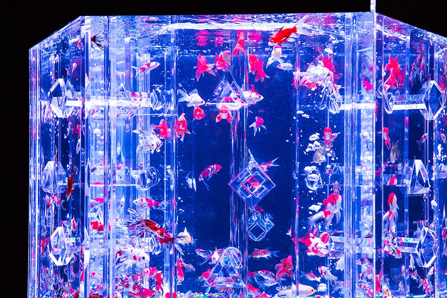 日本橋ナイトアクアリウム14