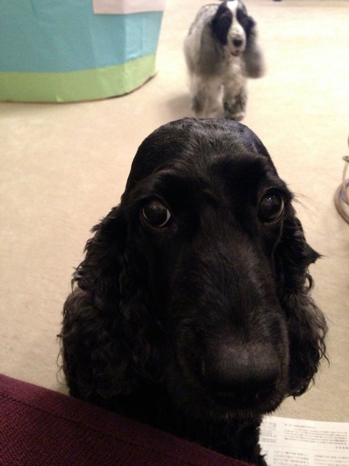 高橋克典オフィシャルブログ（提供写真）