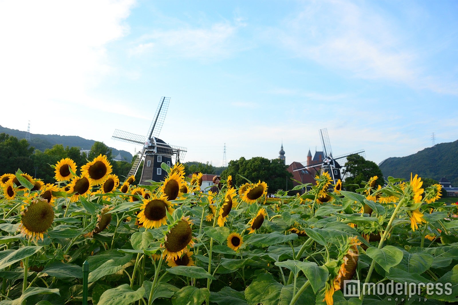 夏だけのひまわり畑 （C）モデルプレス