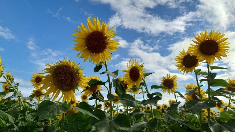 座間のひまわり畑には、全部で55万本ものひまわりが花を咲かせます（2022年8月11日撮影）