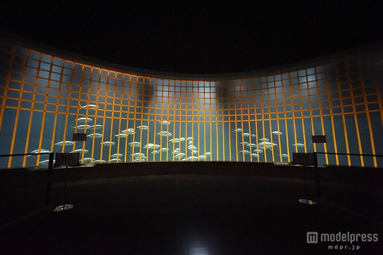 葛西臨海水族園のマグロ群泳が復活、約80匹が一般公開へ