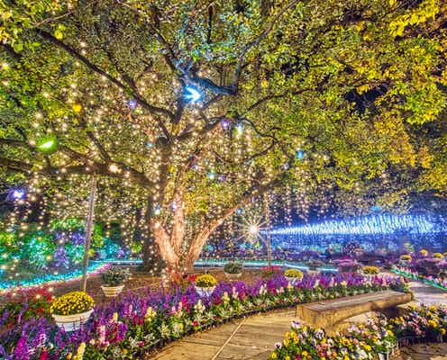 あしかがフラワーパーク「光の花の庭」2022年も“500万球超え”イルミネーション鮮やかに輝く