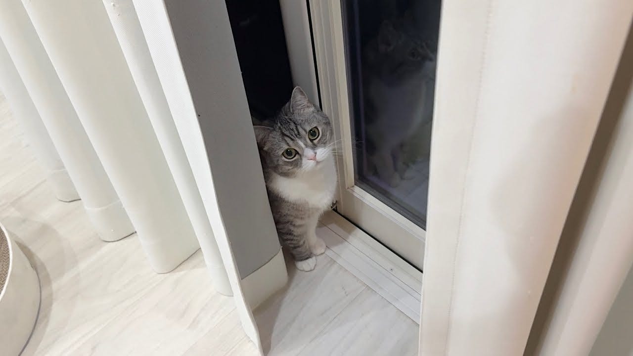 深夜3時に突然鳴き出す猫…もちがアピールしていたのは〇〇〇！