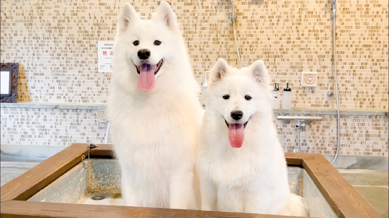 犬との思い出作りにもおすすめ！犬も入れる温泉に入るサモエドが尊すぎる