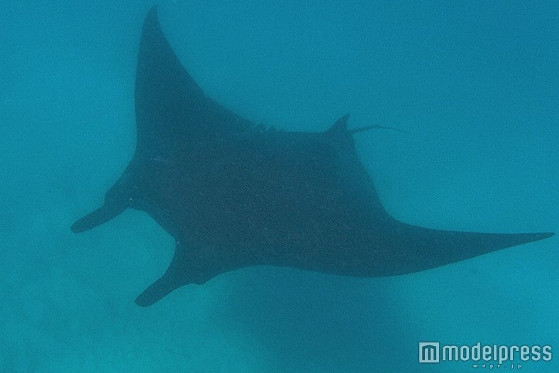 巨大マンタ（C）TBS