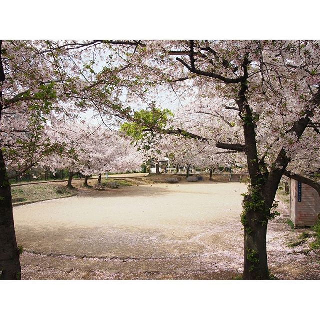 縁起のいいお花を集めました 和 洋まで飾るだけで幸せになれそうな花々をご紹介 モデルプレス