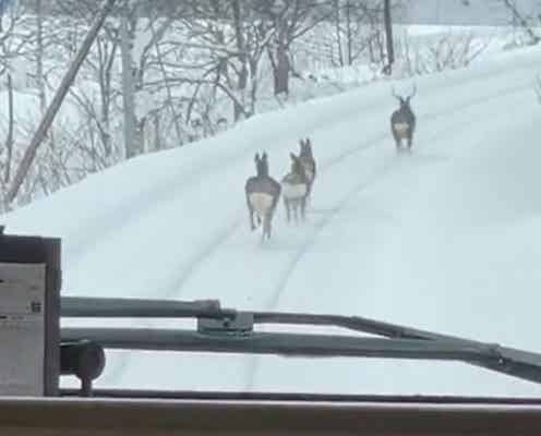 北海道で撮影された「スケールの大きい」動画が話題 線路上を鹿が先導…？