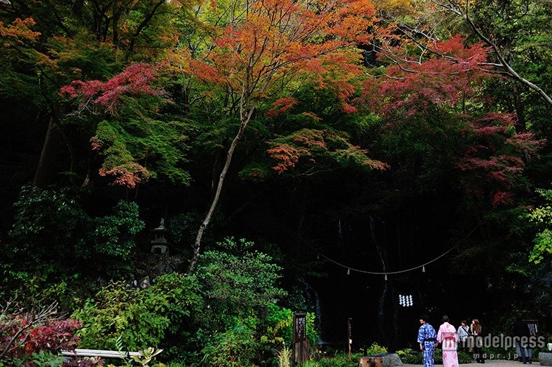 「玉簾の滝・飛烟の瀧」（見頃：11月下旬～12月上旬）