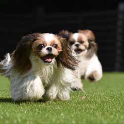 レモンファームグランピングしまなみ/画像提供:ブッキングリゾート