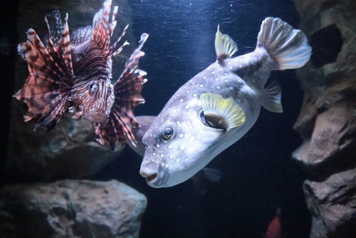 さかなクンの大好きなフグもいっぱい展示しています