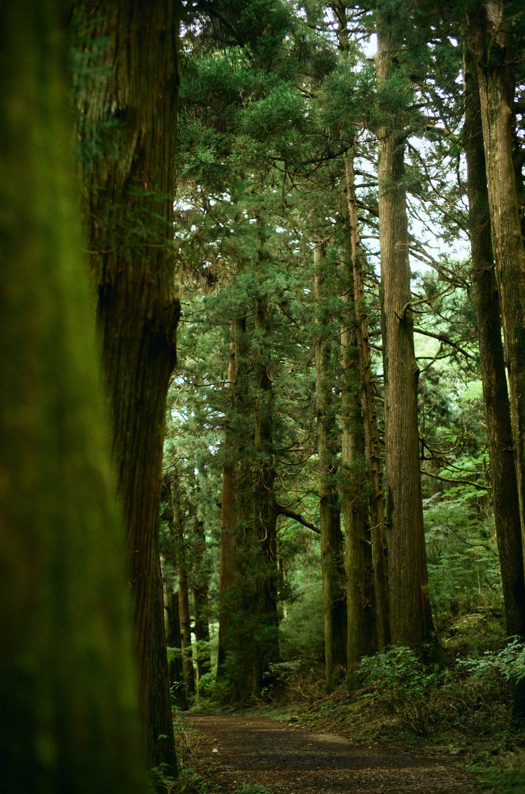 ジオスポット 元箱根（提供写真）