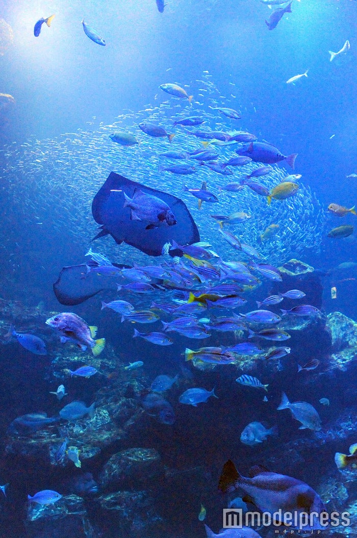 京都水族館のクオリティが高すぎる イルカパフォーマンス ランチも見逃せない究極の癒やし空間 女子旅プレス