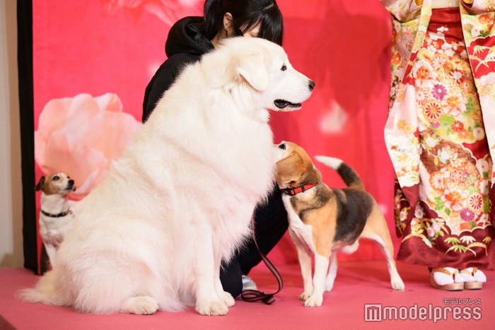 スペシャルゲストとして登場した犬たち(C)モデルプレス