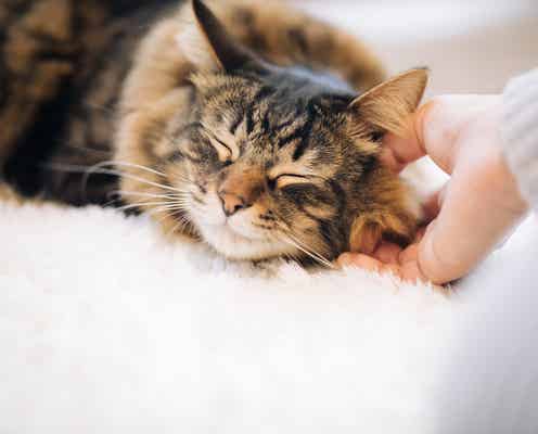 猫系彼氏の特徴3つと恋愛傾向3つ あなたが好きな彼もきっと…