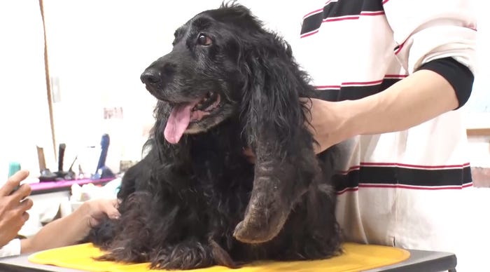 トリミングする犬(C)日本テレビ