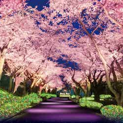桜並木ライトアップイメージ／画像提供：よみうりランド