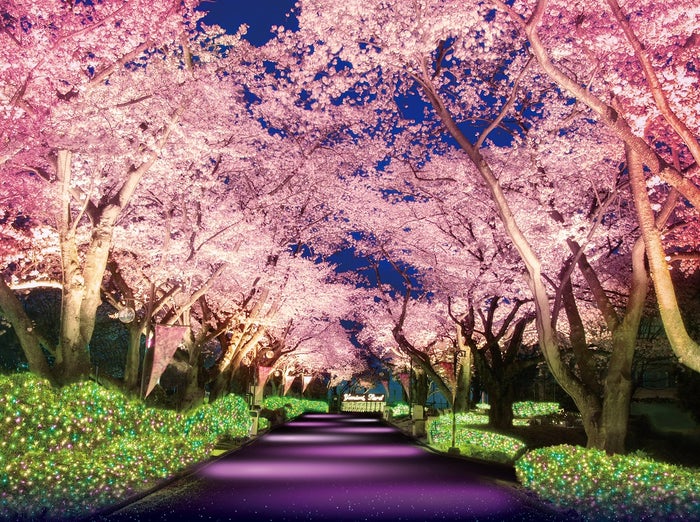 桜並木ライトアップイメージ／画像提供：よみうりランド