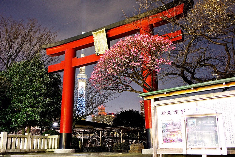 Kameido Shrine Ume flower bloom by Manish Prabhune