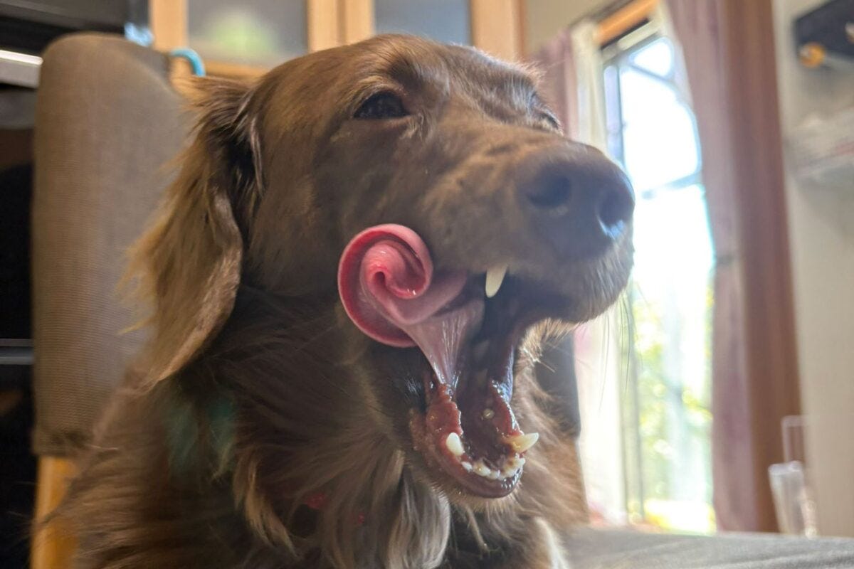 ダックスフンドのレオくん