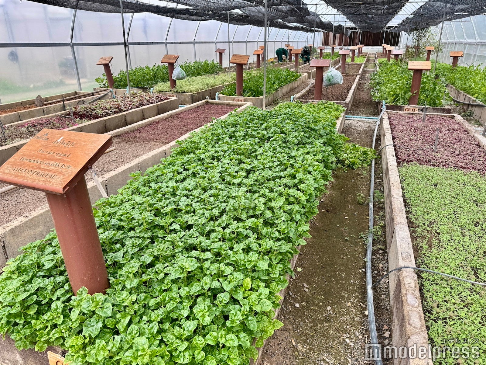 チバソム（C）モデルプレス