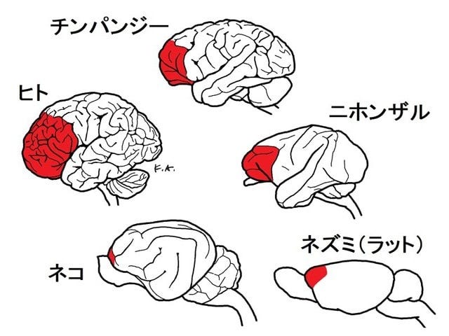 人間と動物の前頭前野(赤く示した部分)。全脳に占める前頭前野の割合を比較しやすいように、脳全体の大きさを同じくらいにそろえて示してあることに注意(筆者が作成したオリジナル図)