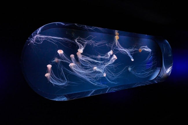 クラゲスクリーン／画像提供：サンシャインシティ