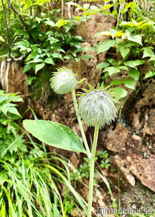 高山植物（C）ビューティーガール